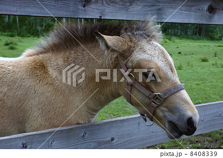木曽馬 8408339