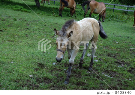 木曽馬 木曽馬 8408340