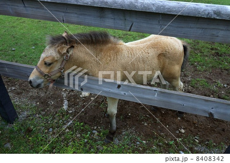 白い木曽馬の赤ちゃん 白い木曽馬の赤ちゃん 8408342