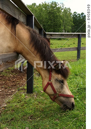 木曽馬 木曽馬 8408349