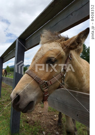 木曽馬 8408352