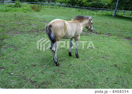 木曽馬 8408354