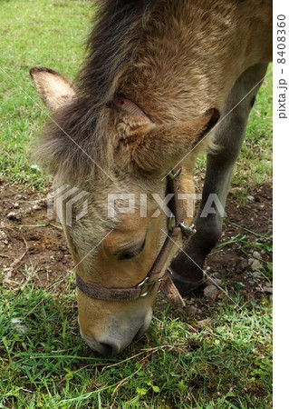 木曽馬 木曽馬 8408360
