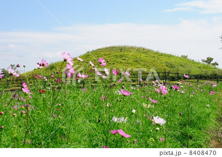 コスモスと藤ノ木古墳 8408470