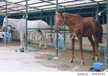 乗馬用の馬（白・茶） 8408583