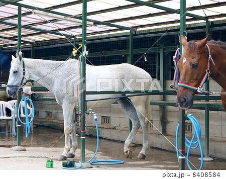 乗馬用の馬（白・茶） 8408584
