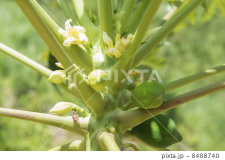 パパイヤの花 8408740
