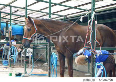 乗馬用の馬（茶）と手入れをする若い女性 8408750