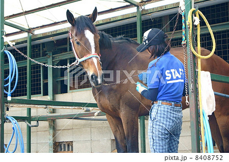 乗馬用の馬（茶）と手入れをする若い女性 8408752