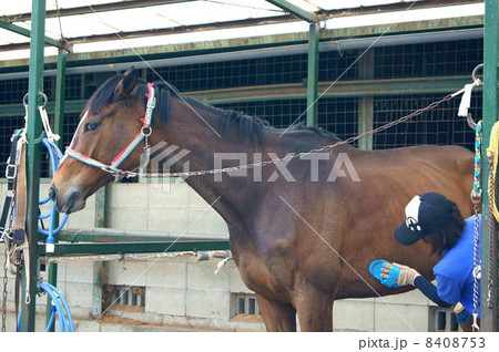 乗馬用の馬（茶）と手入れをする若い女性 8408753