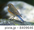 ルリビタキ 8409646