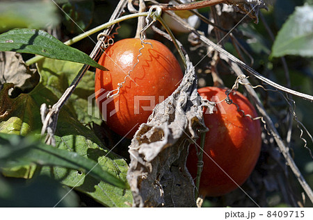 カラスウリ（烏瓜） 8409715