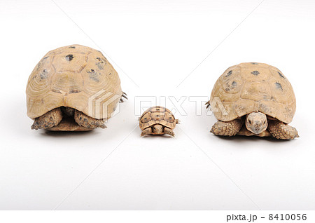 Turtle family 8410056