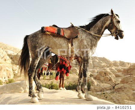 Arabic horse 8410251