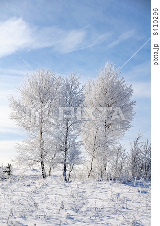 Sky, tree and snow 8410296