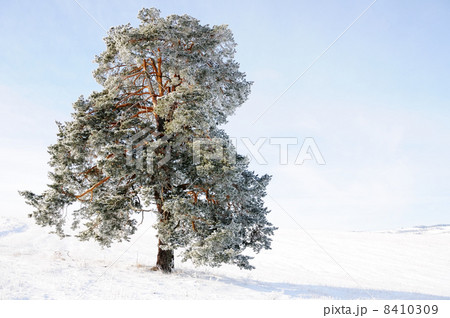 Sky, tree and snow Sky, tree and snow 8410309