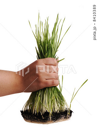 Uproot grass 8410389