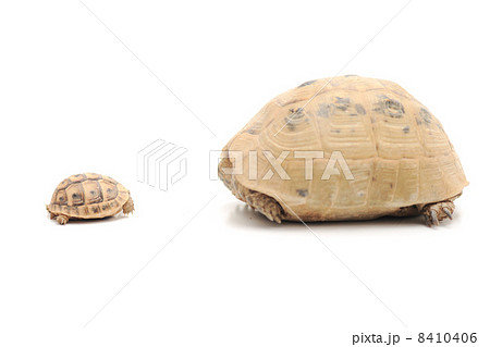 Big and small 8410406