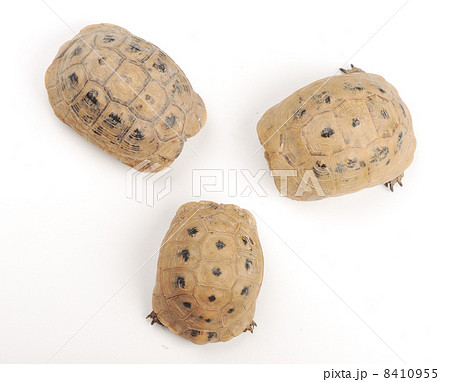 Turtles on meeting 8410955