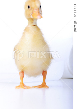 little duck little duck 8411461
