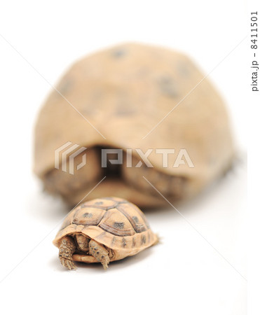 Turtle posing series 8411501