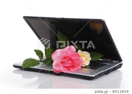 Red valentine Rose 8411654