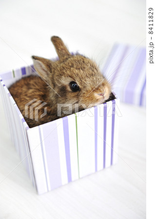 Rabbit cute baby as surprise in box 8411829