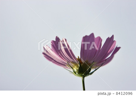 コスモス コスモス 8412096