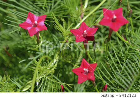 ルコウソウ(縷紅草) ルコウソウ(縷紅草) 8412123