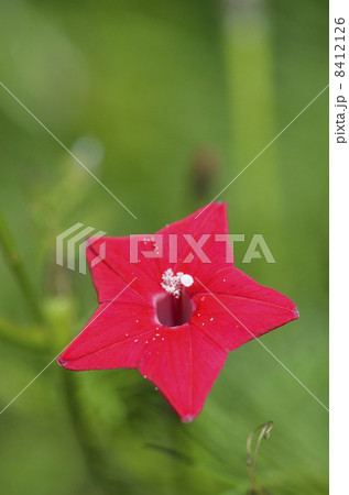 ルコウソウ（縷紅草） 8412126
