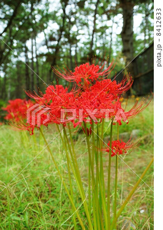秋の野の花・松林に群咲くヒガンバナ・縦位置引き 秋の野の花・松林に群咲くヒガンバナ・縦位置引き 8412633