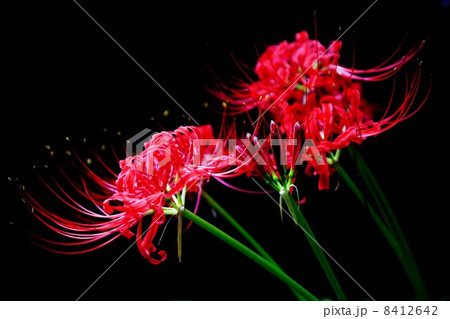 秋の野の花・ヒガンバナの花と蕾・黒バック横位置 秋の野の花・ヒガンバナの花と蕾・黒バック横位置 8412642