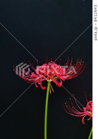 秋の野の花 ヒガンバナの花一輪 黒バック縦位置の写真素材