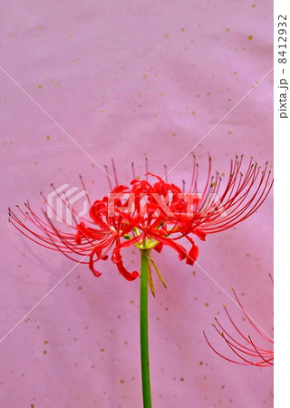 天上の花・ヒガンバナの花一輪・ピンク和紙バック縦位置 天上の花・ヒガンバナの花一輪・ピンク和紙バック縦位置 8412932