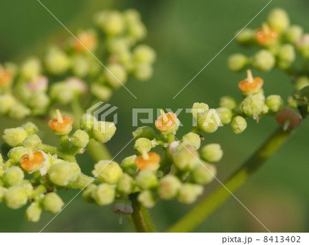 ヤブガラシの花 8413402