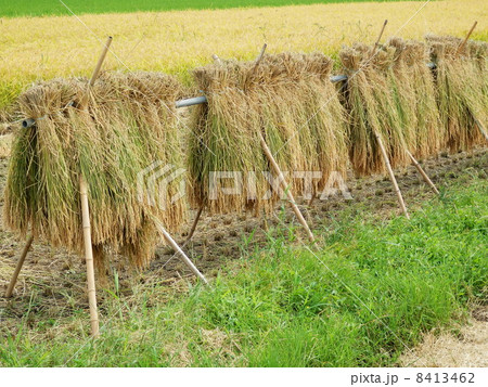 稲藁干し 8413462