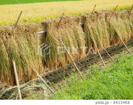 稲藁干し 8413468