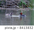 カイツブリの親子 8413832