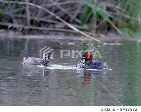 カイツブリの親子 8413832
