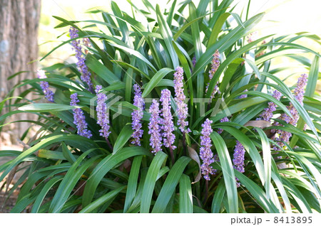 日陰に咲くヤブランの花(別名リリオペ、サマームスカリ) 日陰に咲くヤブランの花(別名リリオペ、サマームスカリ) 8413895