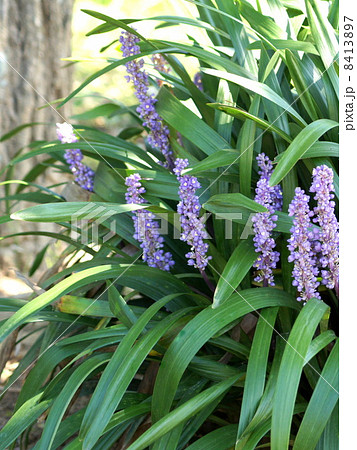 日陰に咲くヤブランの花(別名リリオペ、サマームスカリ) 日陰に咲くヤブランの花(別名リリオペ、サマームスカリ) 8413897