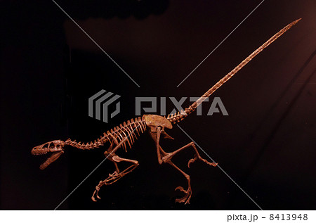 謎の恐竜『デイノケイルス』、北海道で発見された『むかわ竜