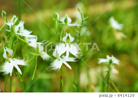 珍しい形の花 白鷺に似た姿のサギソウの花と蕾複数 横位置の写真素材