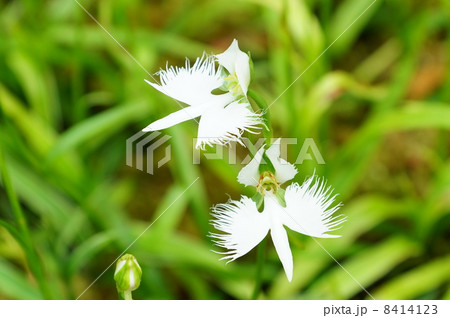 珍しい形の花 白鷺に似た姿のサギソウの花二つ 横位置アップの写真素材