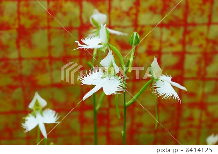 珍しい形の花 白鷺に似た姿のサギソウの花と蕾 赤系金和紙バック横位置の写真素材