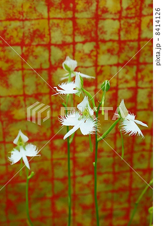 珍しい形の花 白鷺に似た姿のサギソウの花と蕾 赤系金和紙バック縦位置の写真素材