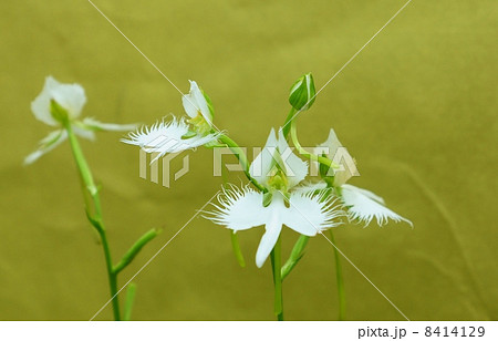 珍しい形の花 白鷺に似た姿のサギソウの花と蕾 金和紙バック横位置の写真素材