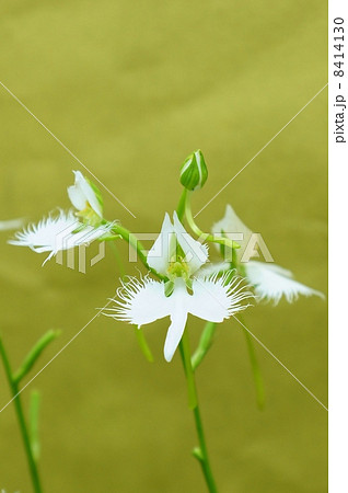 珍しい形の花 白鷺に似た姿のサギソウの花と蕾 金和紙バック縦位置の写真素材