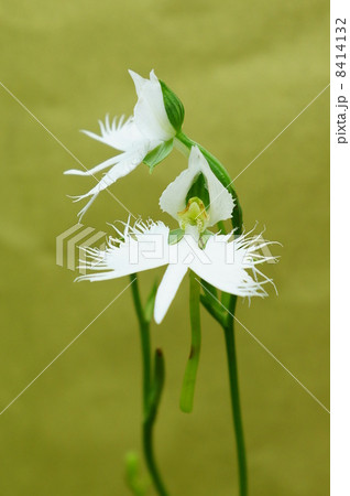 珍しい形の花・白鷺に似た姿のサギソウの花二つ・金和紙バック縦位置アップ 8414132