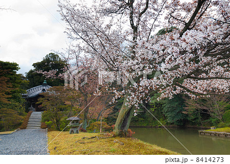 桂離宮　桜と園林堂 8414273